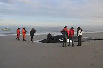 Gestrande bultrug op Noorderhaaks