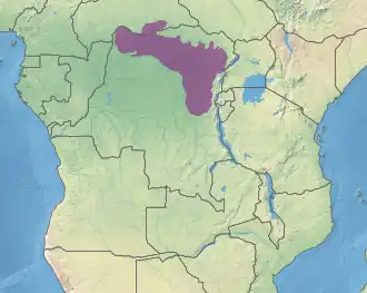 Noordoostelijke Congolese laaglandbossen