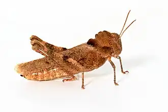 Ecphantus quadrilobus