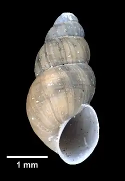 Ecrobia truncata