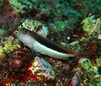 Tweekleurenkamtandslijmvis