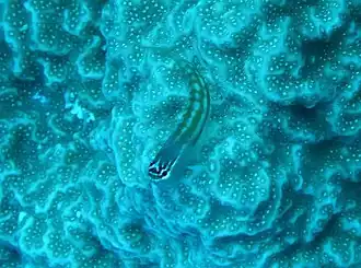 Ecsenius opsifrontalis