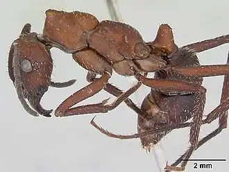 Ectatomma opaciventre