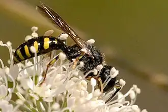 Ectemnius lapidarius