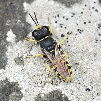 Ectemnius sexcinctus