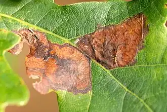 Gewone eikenblaasmijnmot