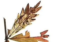 Aantasting van Tormentil