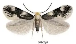 Ectoedemia coscoja