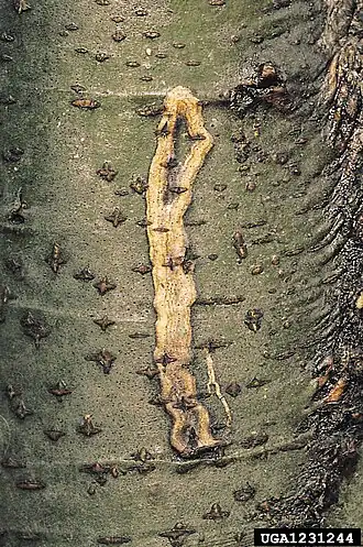 Zimmermannia liebwerdella