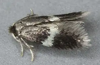 Gerekte berkenblaasmijnmot