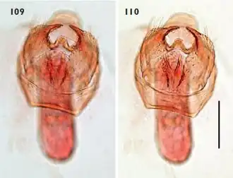 Sleedoornblaasmijnmot