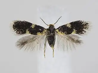 Gespleten eikenblaasmijnmot