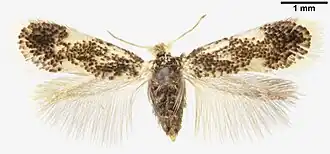 Abelenbladsteelmineermot