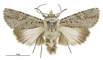 Ectopatria aspera