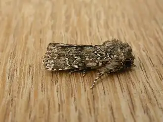 Ectopatria subrufescens