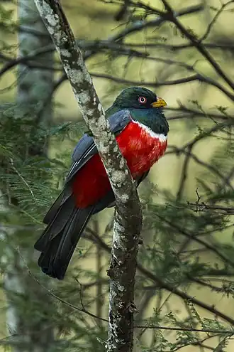 Ecuadortrogon