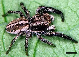 Pellenes peninsularis