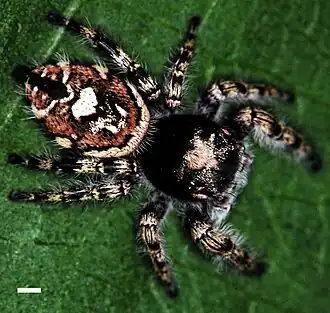Phidippus richmani