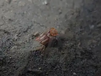 Edwardsia neozelanica