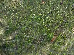 Associatie van groot zeegras in Île de Batz