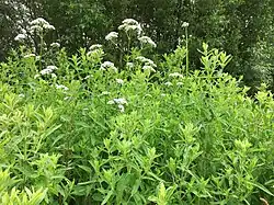 Een zoom uit de klasse van natte strooiselruigten.