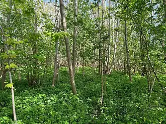 Een voorjaarsaspect van het abelen-iepenbos