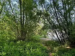 Een soortenarme vorm met dauwbraam.