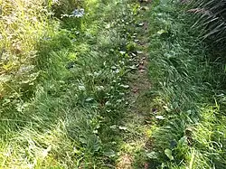 De associatie op een bospad