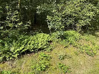 Een boszoom van de associatie van eikvaren en knopjesmos.