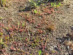 Subassociatie met waterpostelein