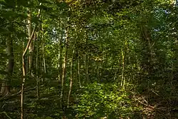 Een deel van het onbeheerde broekbos