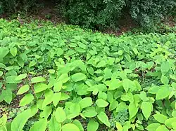 Derivaatgemeenschap met Japanse duizendknoop