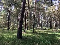 Een door pijpenstrootje vergrast Dicrano-Pinion-naaldbos.