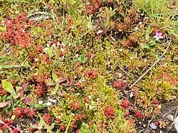 Close-up van een vegetatie van het verbond van vetkruiden en kandelaartje