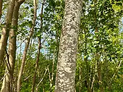 De associatie op gladde iep in een abelen-iepenbos.