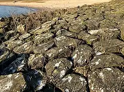 Een guanotroof milieu op een kribbe langs de Rijn.
