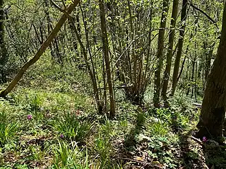 Voorjaarsaspect van het kalk-eikenhaagbeukenbos