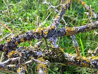 De associatie op meidoorntakken