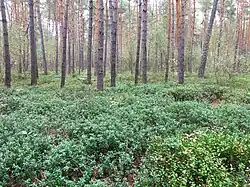 Herfstaspect van de typische subassociatie, hier met zowel blauwe als rode bosbes.