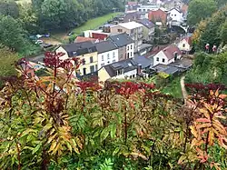 Een herfstaspect van de kruidvlier-associatie