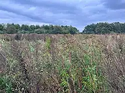 Een herfstaspect van de associatie