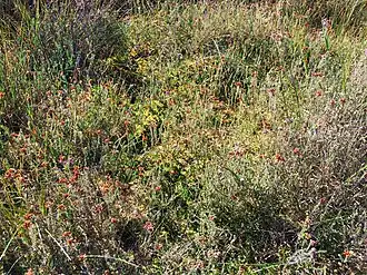 Close-up van de associatie van gewone dophei en veenmos in de vroege herfst