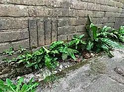 Een muurvoet begroeid met de tongvaren-associatie.