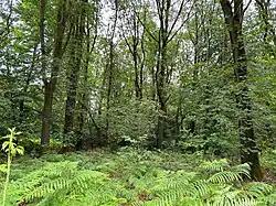 Een kleine open plek in een berken-eikenbos