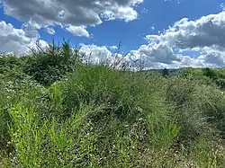 De associatie van gaspeldoorn en eenstijlige meidoorn