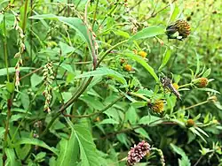 Een ringpootroofvlieg in de associatie van waterpeper en tandzaad