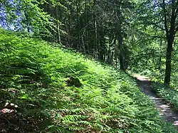 Een rompgemeenschap met adelaarsvaren