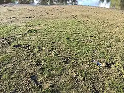 Een vegetatieaspect van een rompgemeenschap met bruin cypergras.