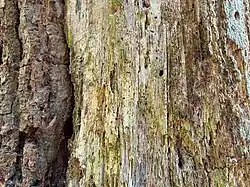 Een rompgemeenschap met klein schorssteeltje.