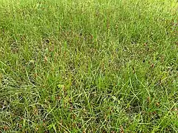 Rompgemeenschap met tweerijige zegge